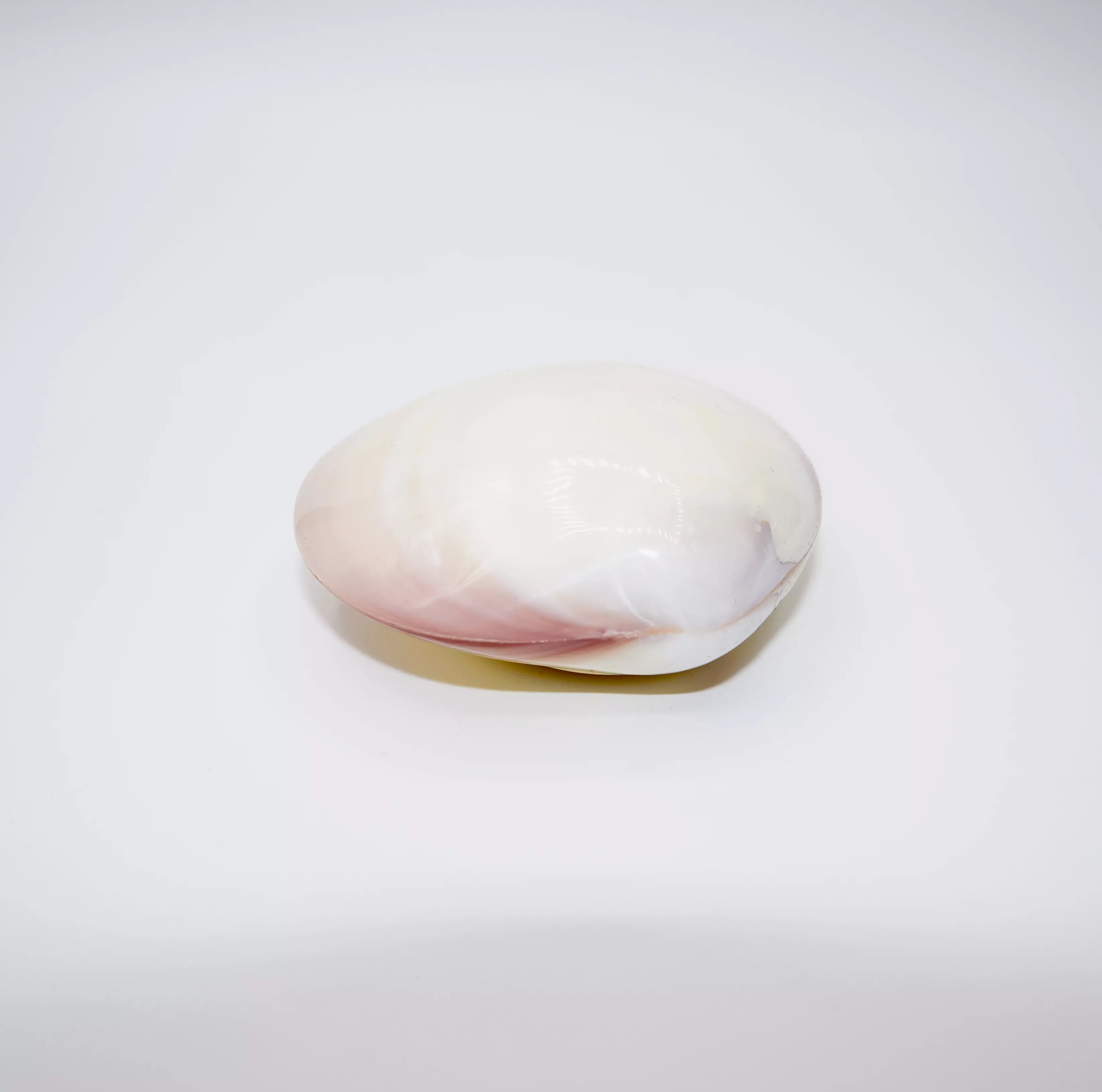 Massagemuscheln Naturell Massagemuscheln Naturell